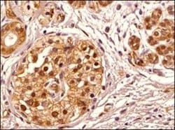 Transportin 1 Antibody (D45) - Azide and BSA Free, Novus Biologicals 0.1